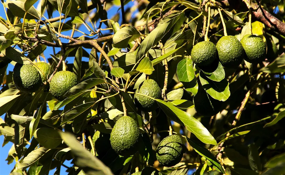 aguacate-de-canarias-a-un-paso-de-conseguir-sello-de-calidad-indicacion-geografica-protegida