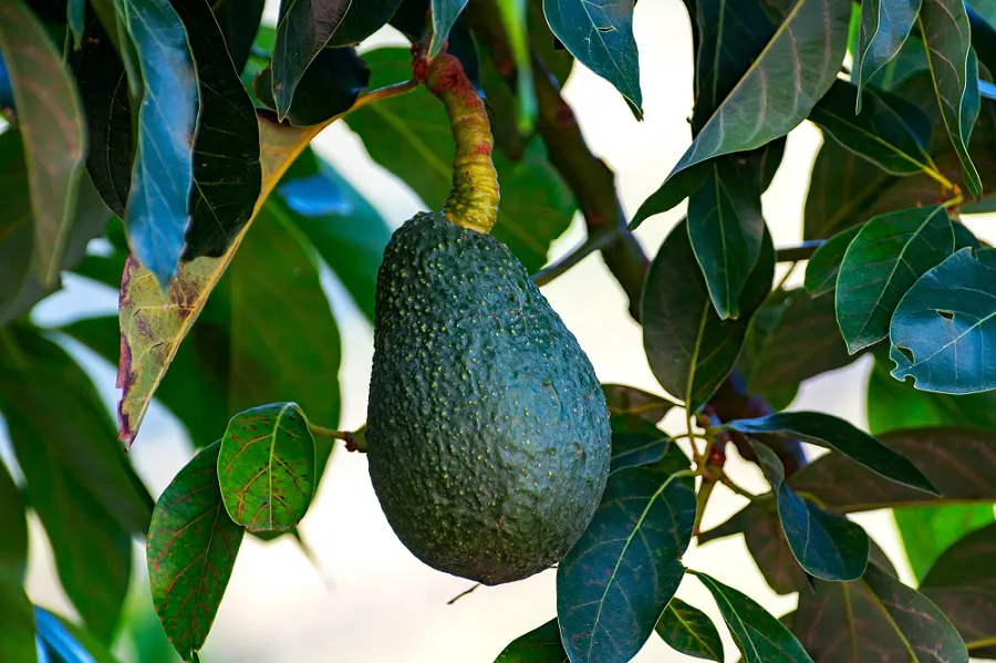 aguacate-de-canarias-obtiene-sello-calidad.europeo-igp-indicacion-geografica-protegida_noticias-de-gran-canaria