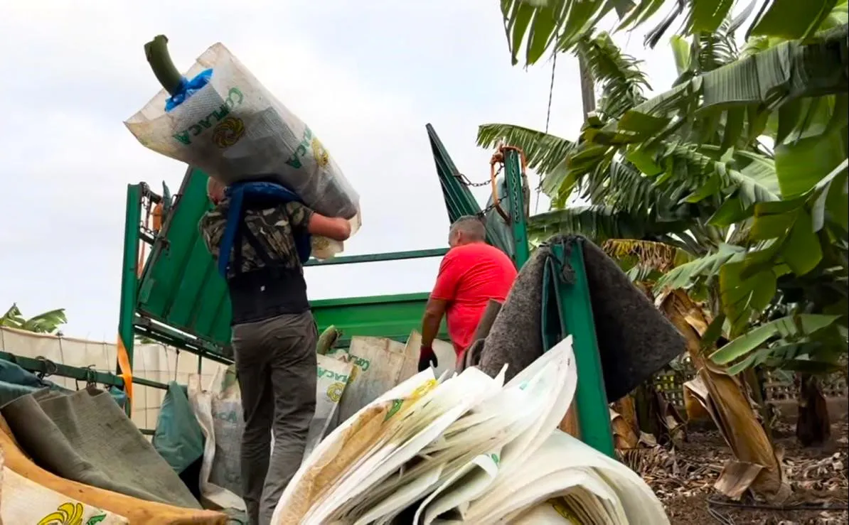 asprocan-agricultores-en-finca-platano-canario
