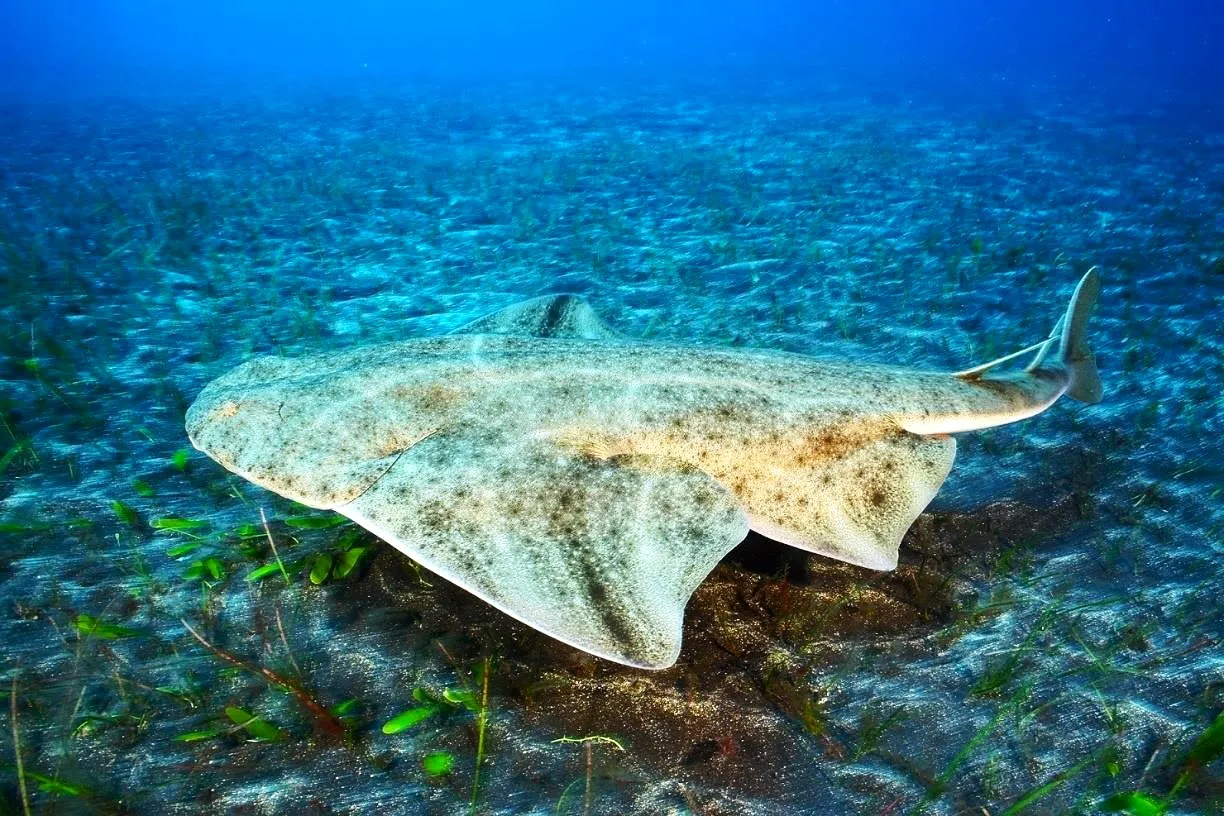 ulpgc-estudia-estrategias-de-conservacion-de-tiburones-y-rayas-en-canarias