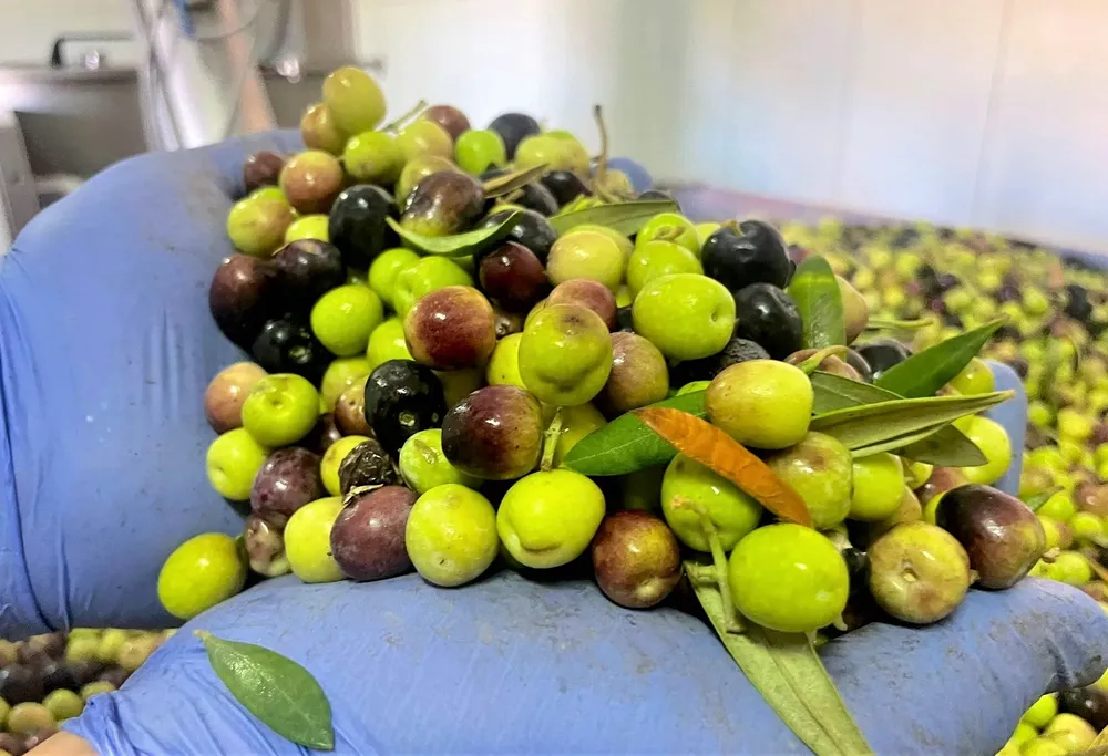 aceite-caserio-d-etemisas-aguimes-I-archipielago-gourmet-I-noticias-gastronomia-canarias