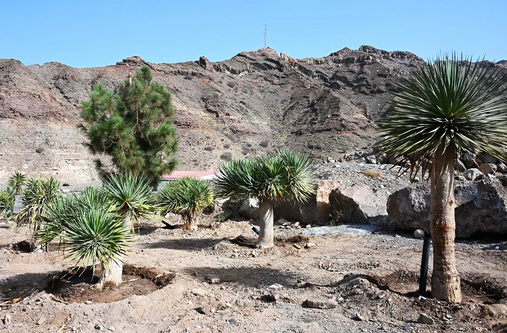 pino y dragos trasplantados en Tauro procedentes de pino seco en mogan