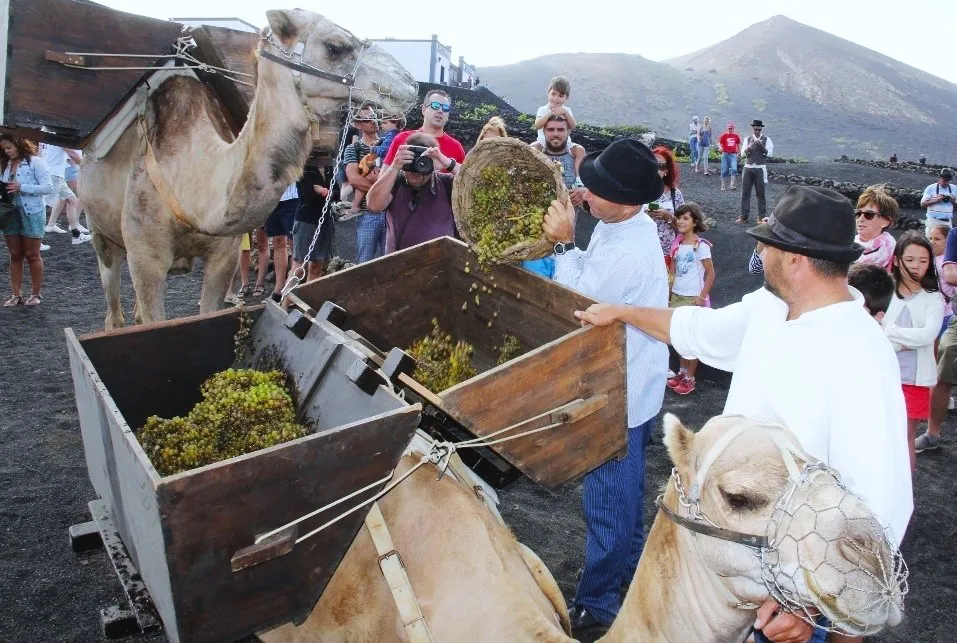 dinamiza-rural-impulsa-revitalizar-los-municipios-rurales-de-canarias